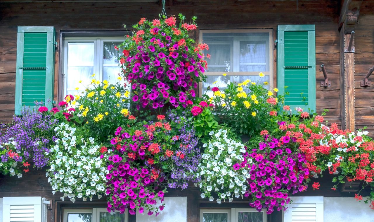 Cveće koje uspeva na sunčanoj terasi