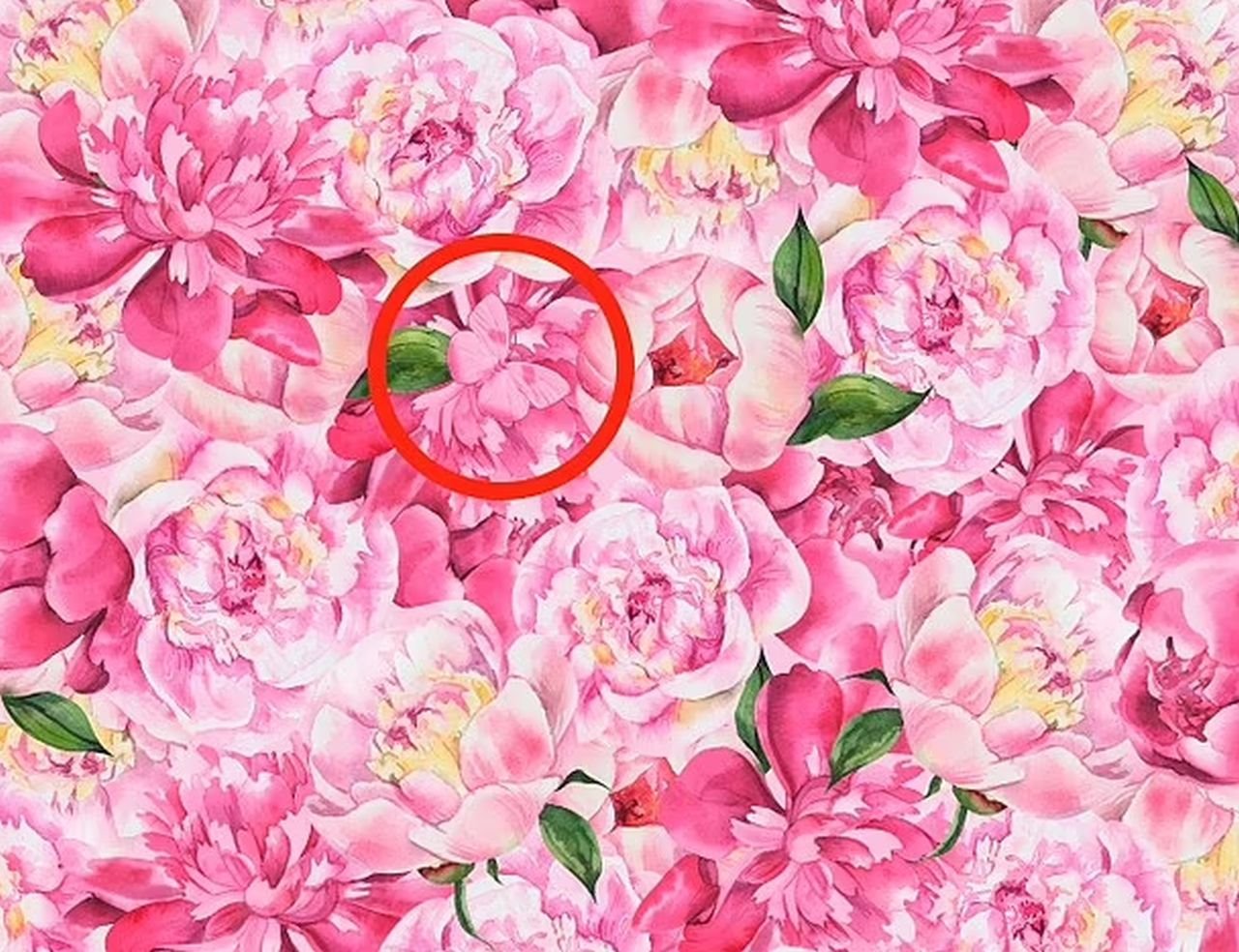 Test pronađite leptira na slici2.jpg