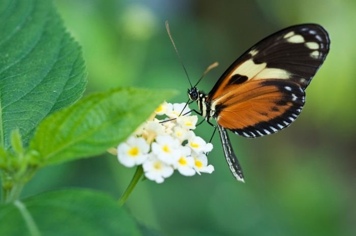 Kako prepoznati dušu