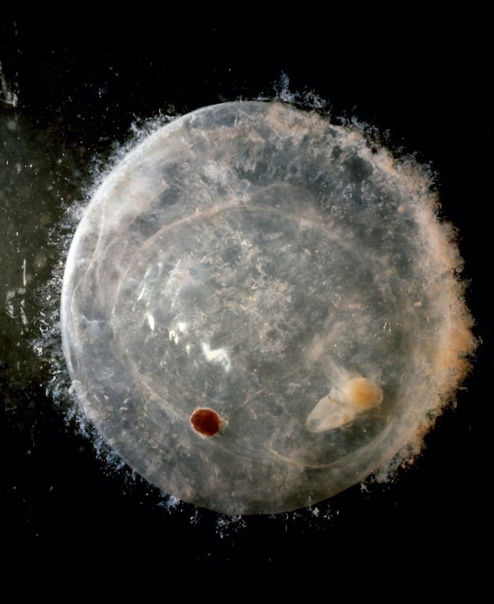 Galerija života: fascinantne fotografije fetusa koje najavljuju magiju rođenja