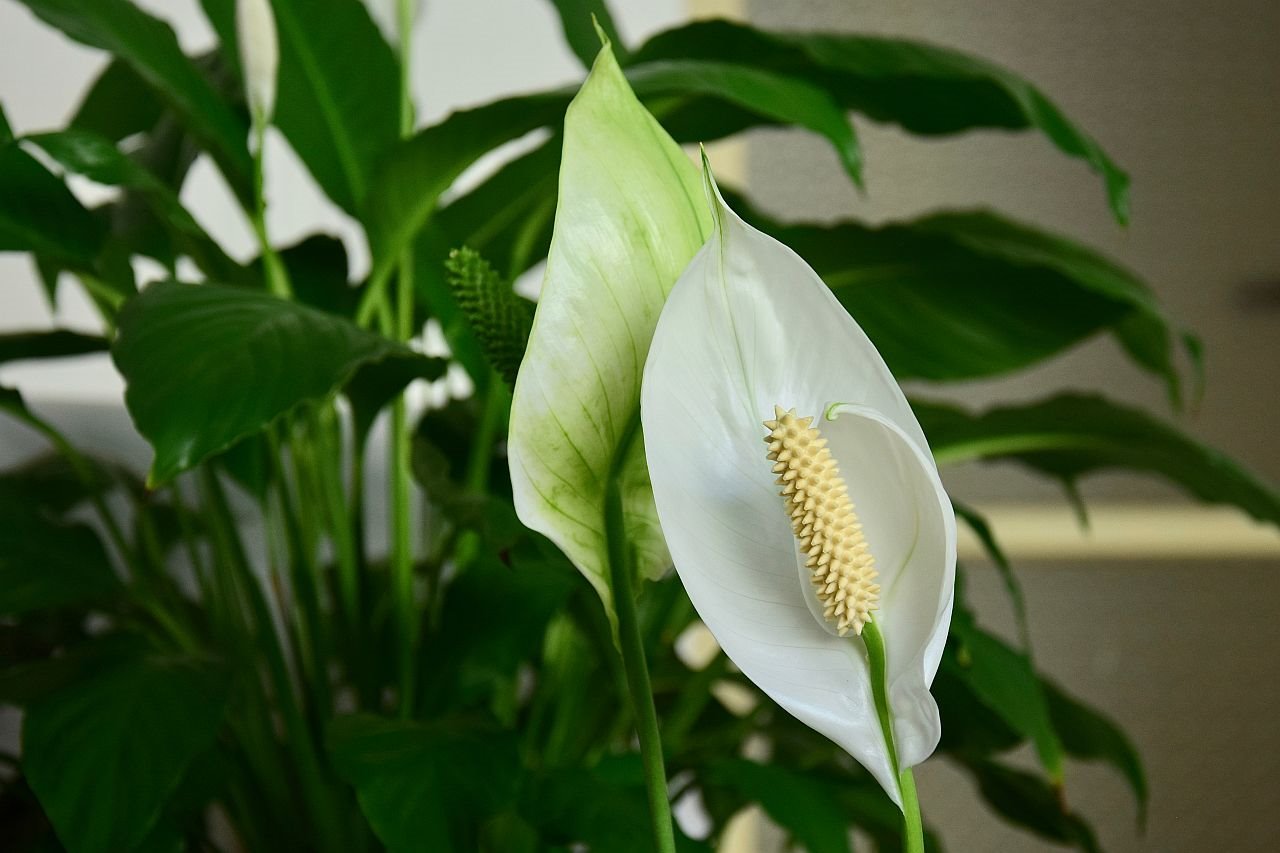 Kako da biljka ženska sreća procveta.