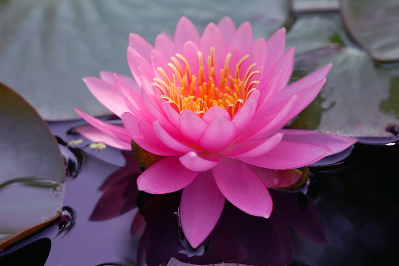 Feng šui za privlačenje mira ljubavi i napretka