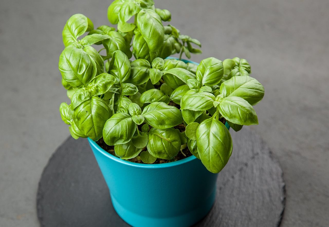 Šta privlači bosiljak u dom.