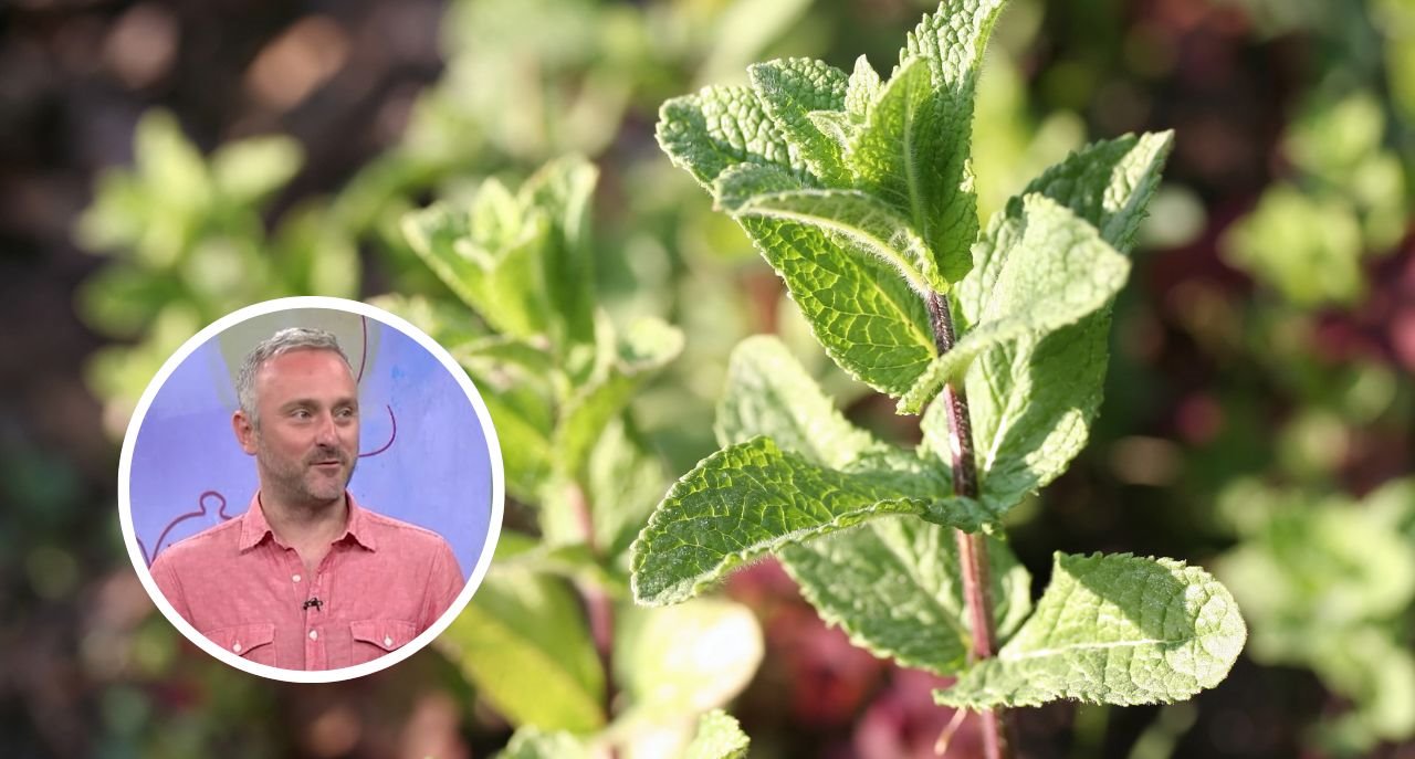 Momčilo Antonijević sprej za posle sunčanja od lekovitog bilja