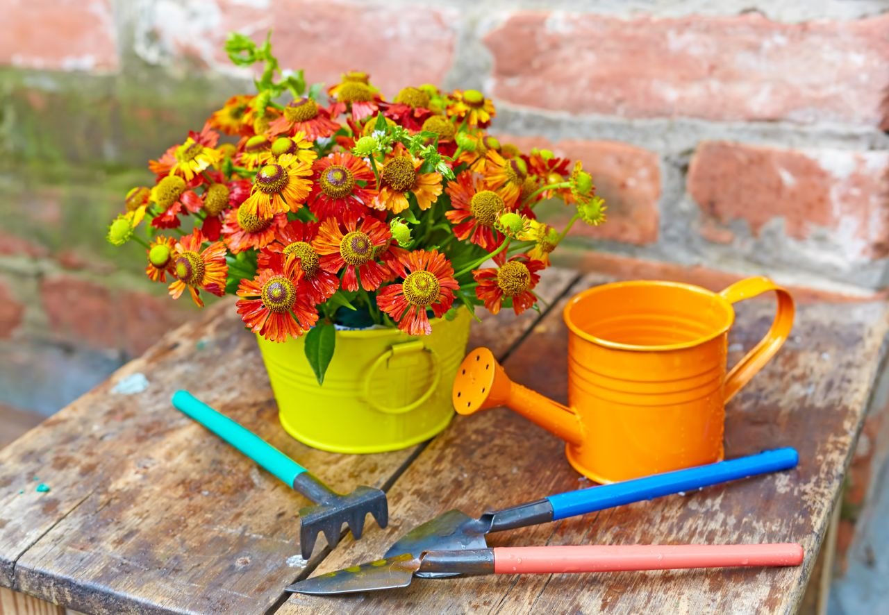 3 jesenje cvetne biljke za terasu_147492947.jpg