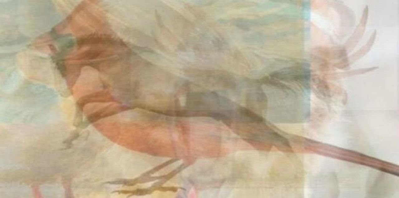 Test o ljubavi koju životinju vidite na slici.