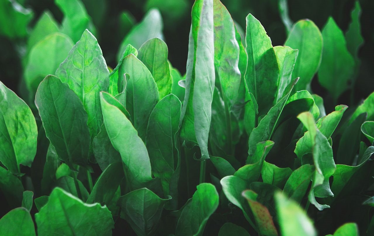 Šta da jedete ako vam nedostaje gvožđe