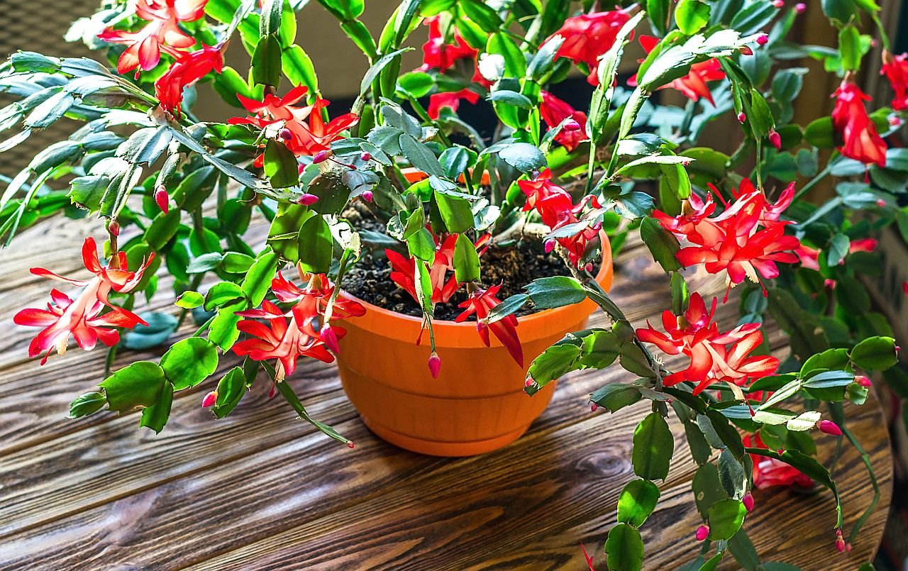 Kako da božićni kaktus cveta cele zime.