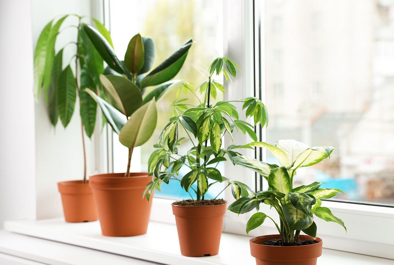 Koje sobno cveće ne treba da držite na prozorskoj dasci.