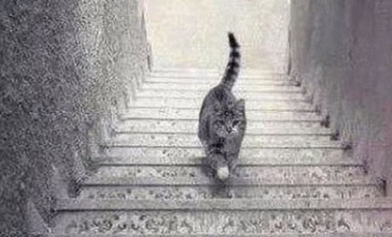 Psihološki test ličnosti sa mačkom.