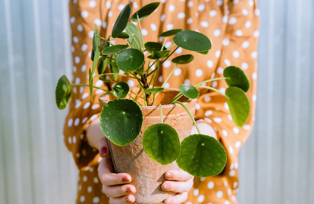 Biljka kineski dolar za novac.