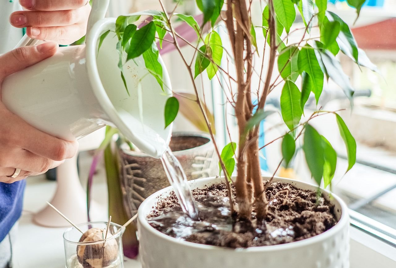 3 načina za prihranu cveća na prirodan način.