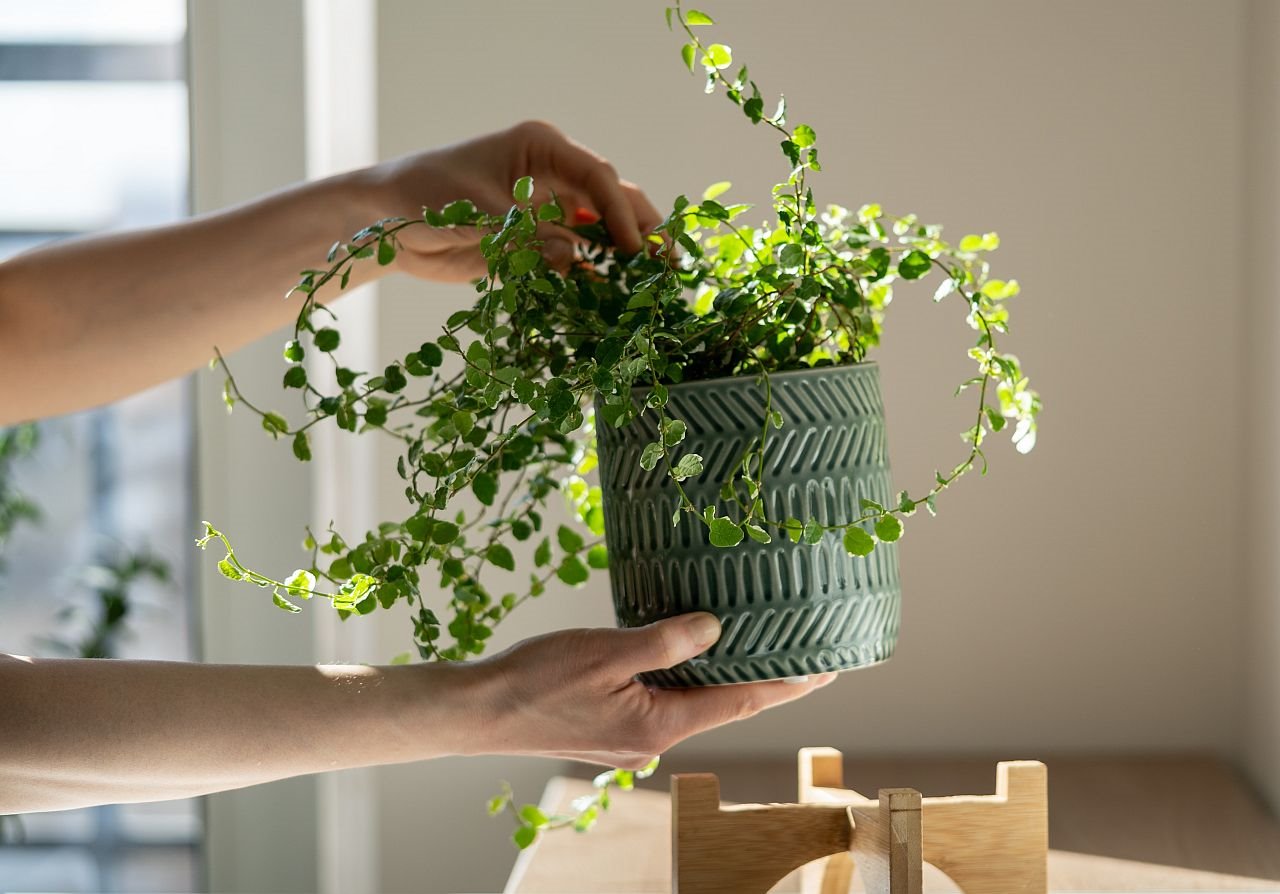 Kako da negujete sobne biljke tokom zime.