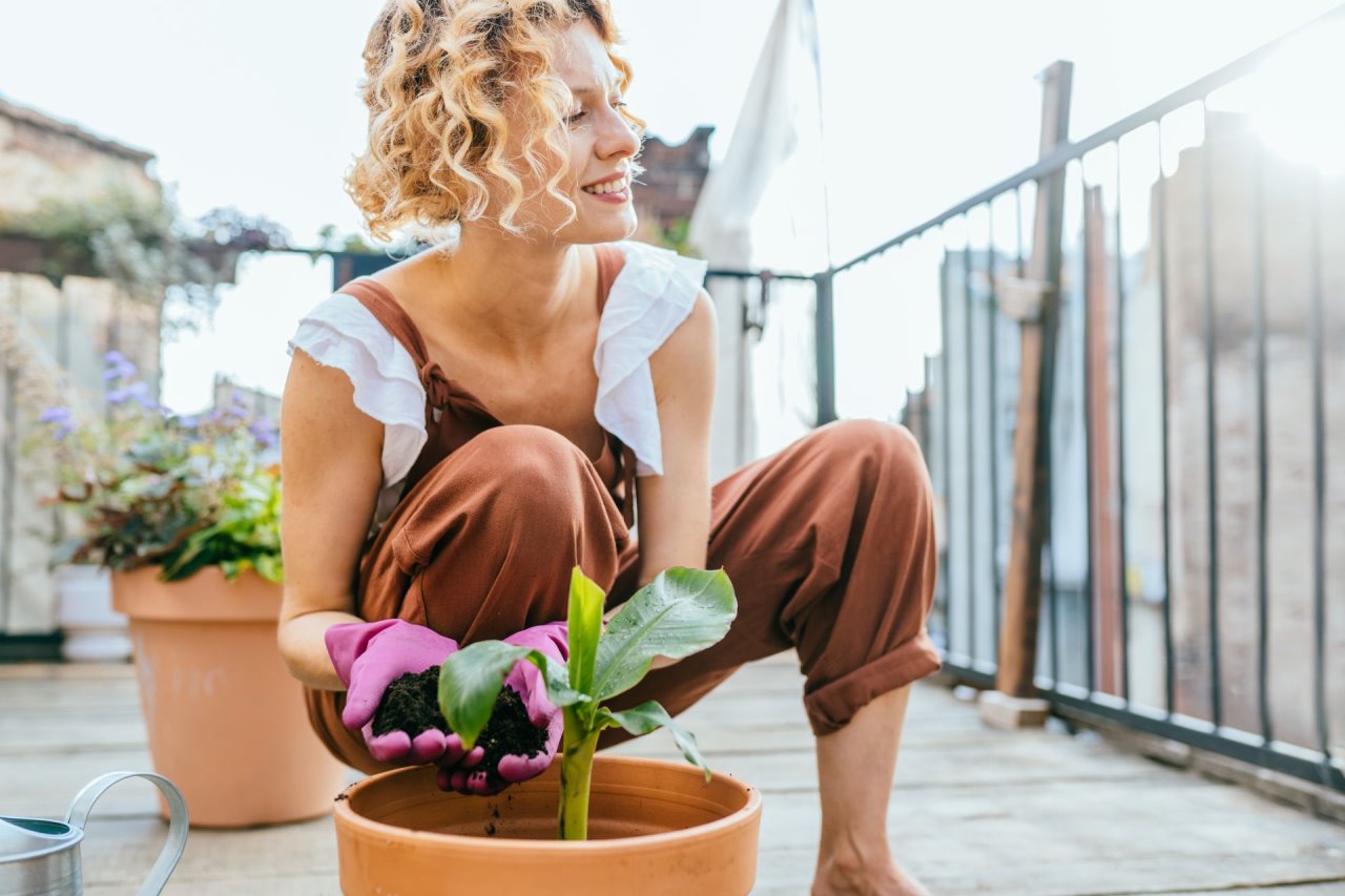 Koje biljke vole senovita mesta'