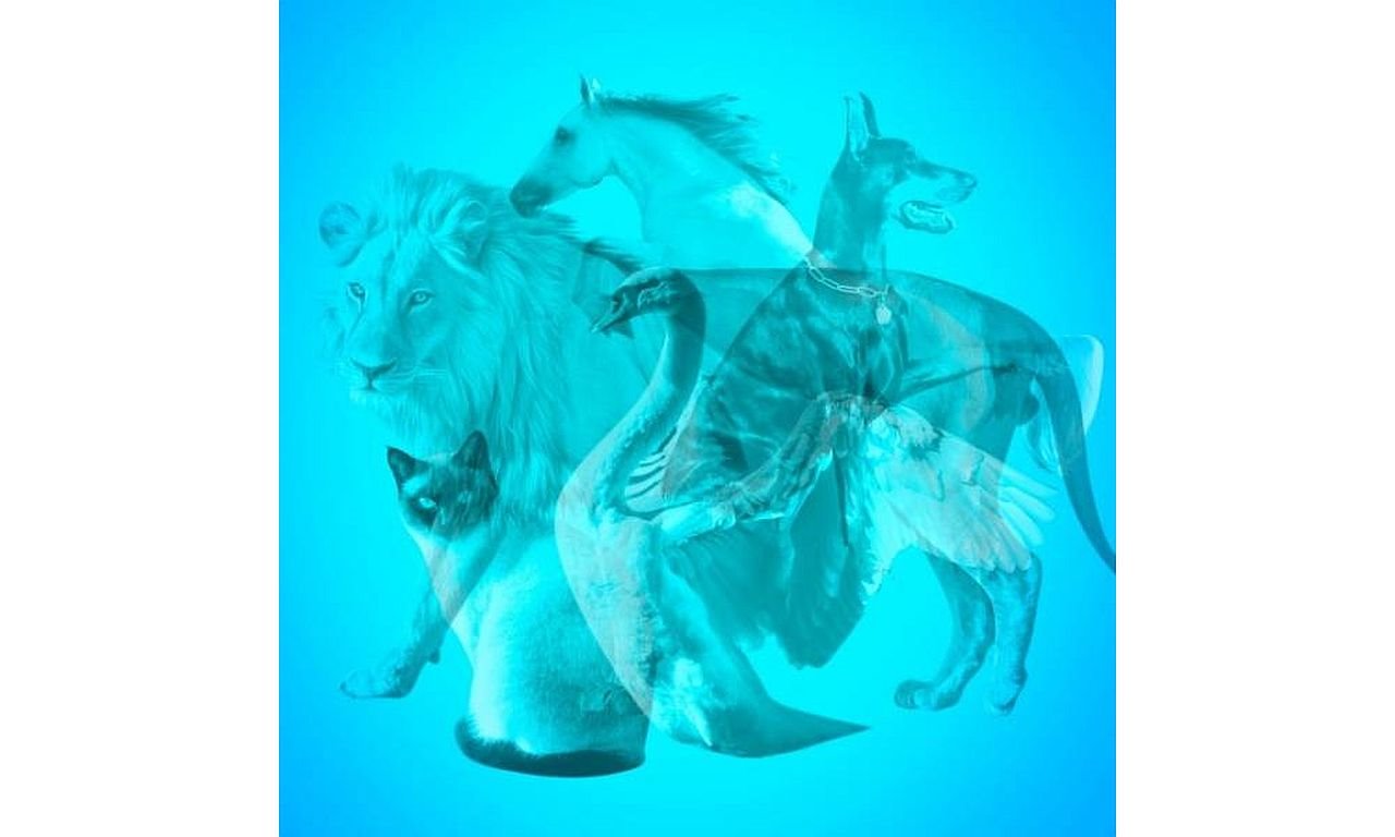 Test ličnosti - izaberite jednu životinju sa slike.