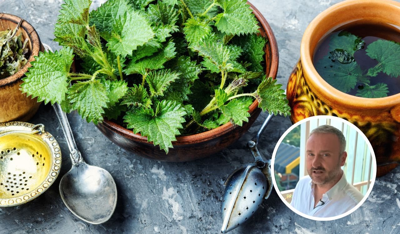 Travar Momčilo Antonijević o lekovitom dejstvu koprive.