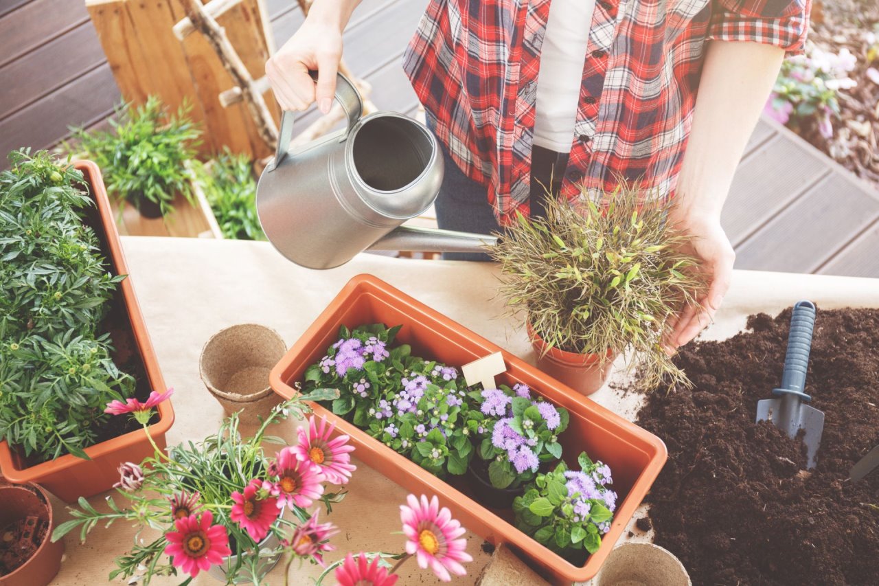 Šta sve radimo u bašti u maju, šta sejemo a šta presađujemo?