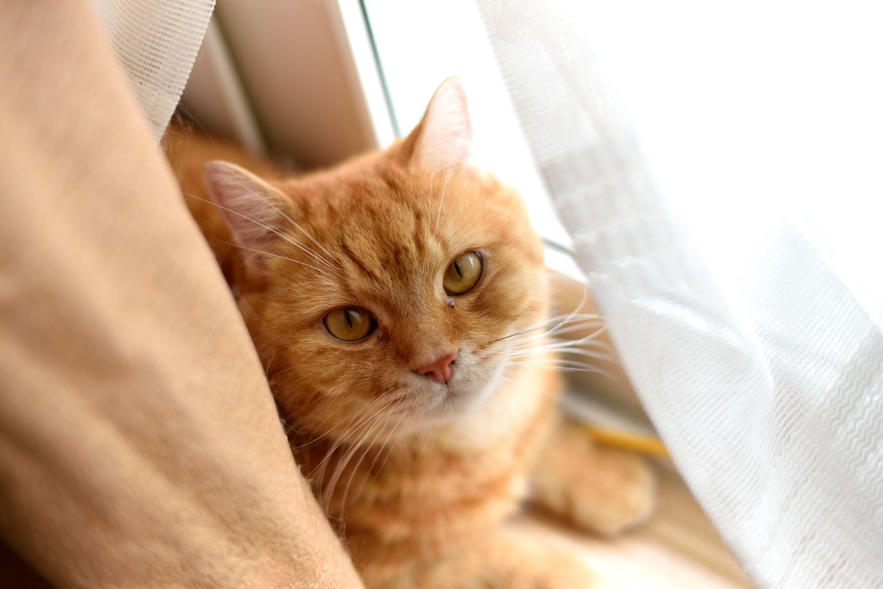 Šta simbolizuju narandžaste mačke?