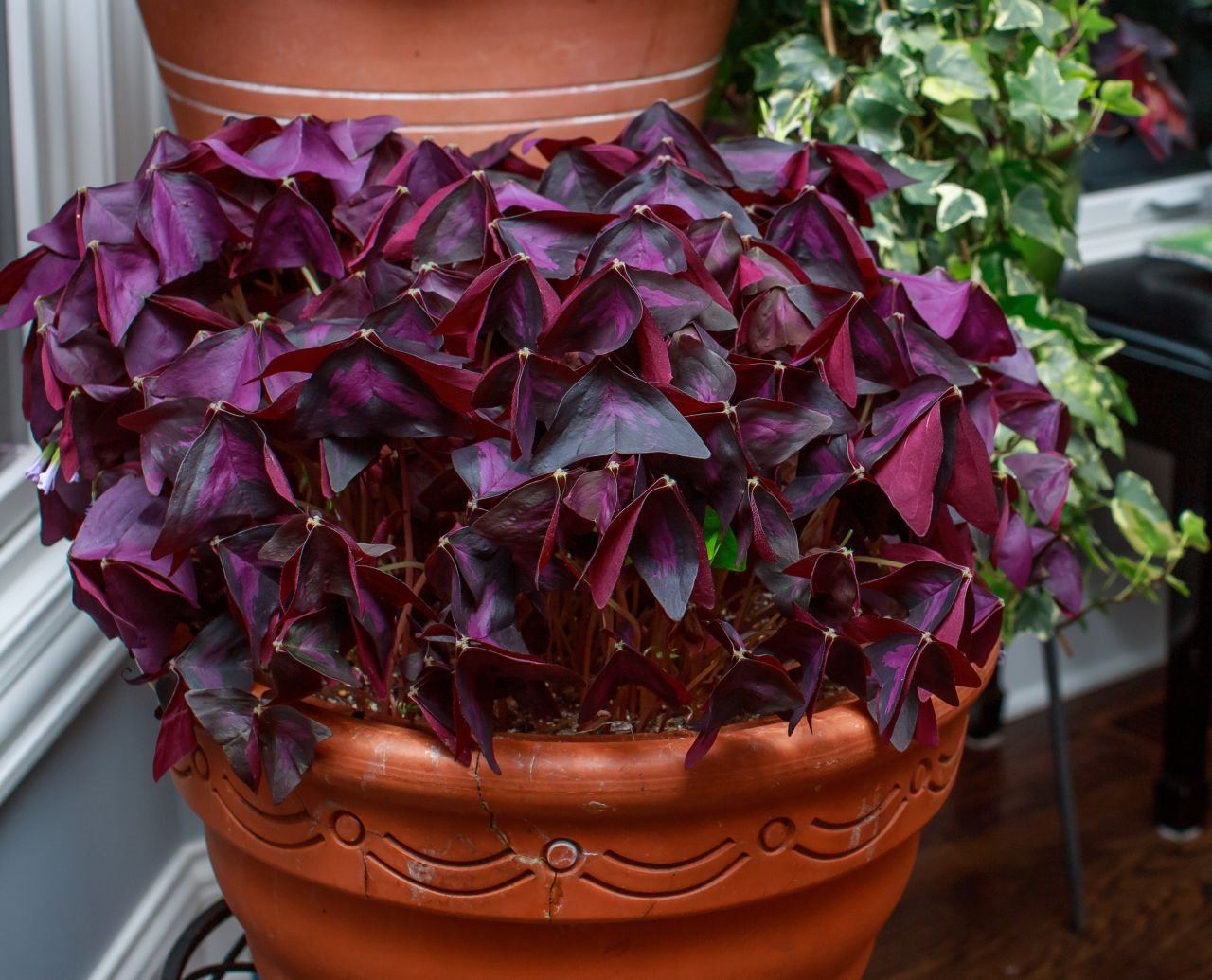 5 biljaka za harmoniju i sreću u ljubavi.