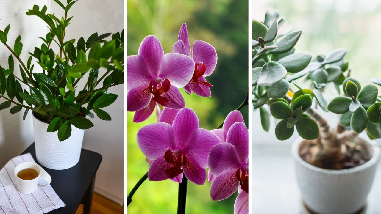 Idealne biljke za poklon.