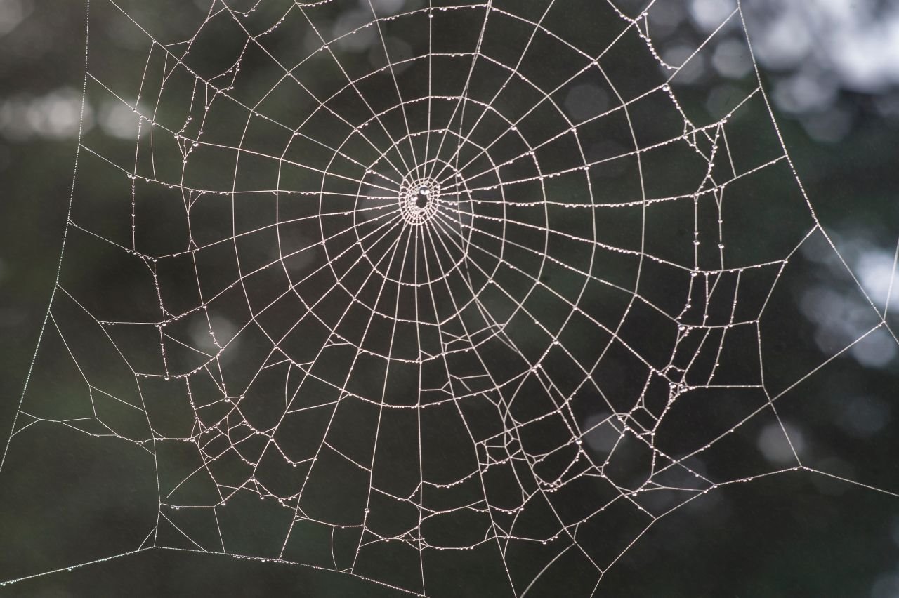 KADA SE PAUKOVI ČESTO POJAVLJUJU U ŽIVOTU Moguće je da vam sudbina šalje poruku