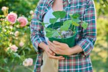 Žena drži saksiju posutu