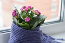 Kalnhoja na prozoru u saksiji umotanoj šalom