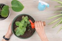 Biljka posuta cimetom