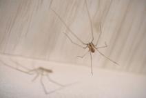 Pauk u mrež i njegova senka