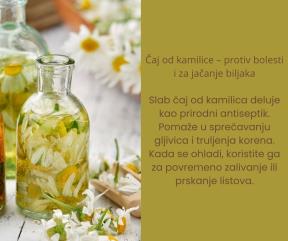 caj za djubrenje cveca (1).jpg