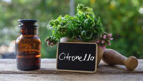 citronela0002.jpg