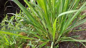 citronela0003.jpg