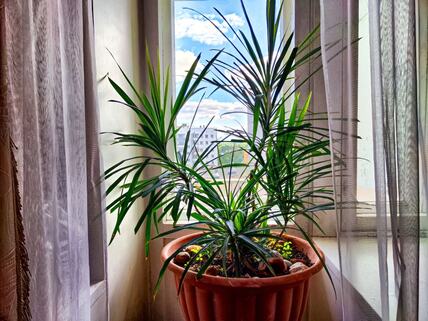 dracena_1554583400.jpg