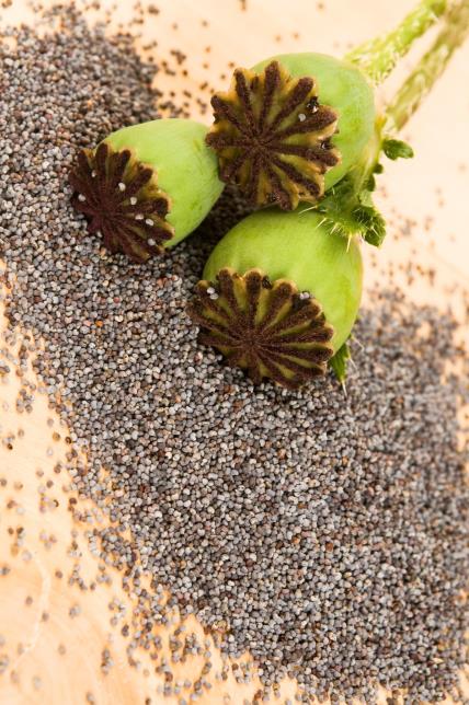 Zašto su semenke toliko zdrave: proso, bundeva i heljda za zdravu brzu hranu