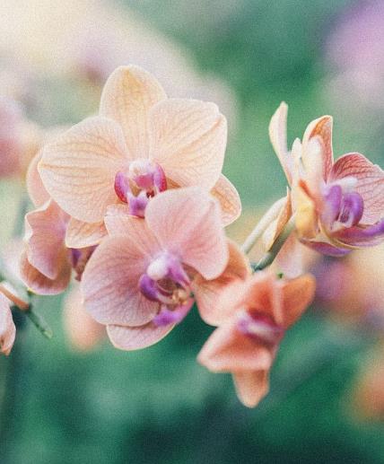 Cveće koje privlači sreću u ljubavi: 6 saveta za negovanje romantičnih orhideja