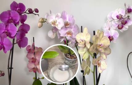 Kako da napravite prirodno đubrivo za cvetanje orhideje.