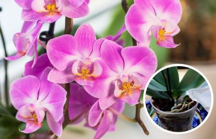 Kako da orhideja dugo i obilno cveta.