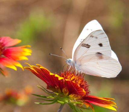 Šta znači kada vidite belog leptira