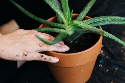 5 biljaka koje privlače zdravlje u vaš dom.