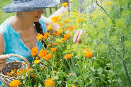 Prirodna apoteka u vašem vrtu: ovih 5 biljaka treba da ima svaka baštovanka