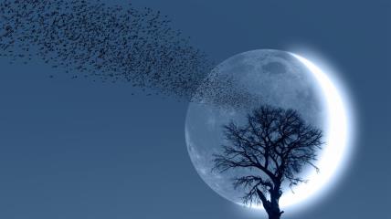 Mlad Mesec, drvo i jato ptica