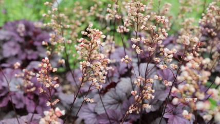 Žbun baštenske hojhere ili koralnog zvončića