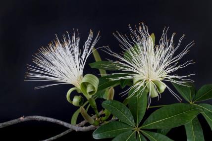 Vodena pahira drvo novca