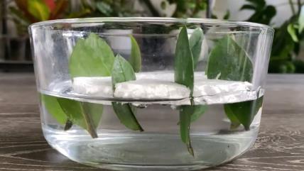 Proces razmnožavanja biljke zamija