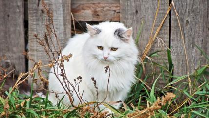 Bela mačka u travi