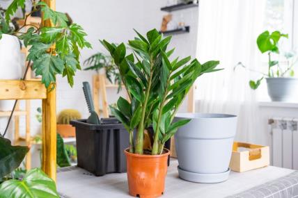 Sobno cveće i zamija