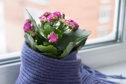 Kalnhoja na prozoru u saksiji umotanoj šalom