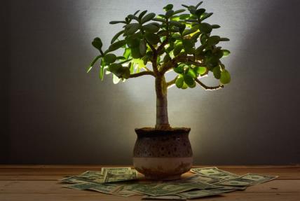 Krasula privlači novac