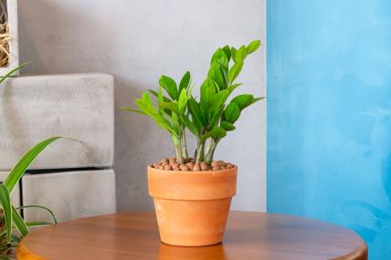 Zamija u zemljanoj saksiji