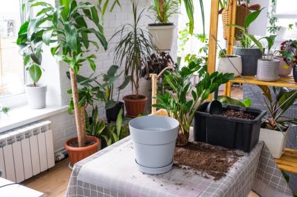 Sobne biljke i zamija